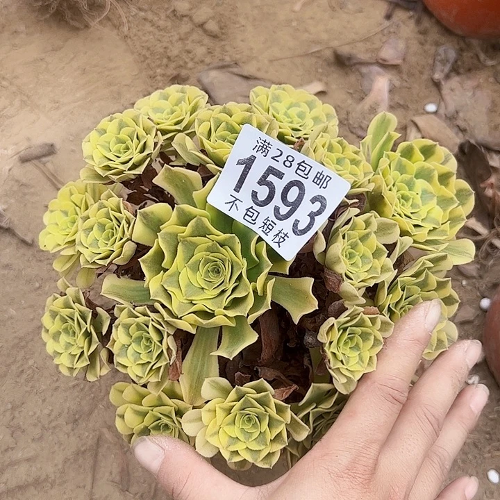 绿美杜萨多肉植物法师1593