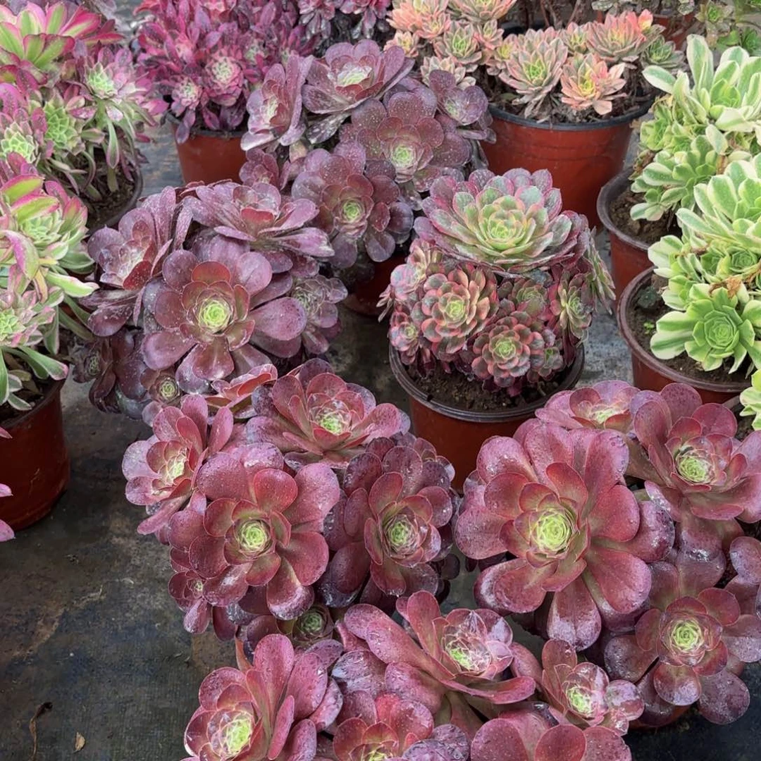 魅金玫瑰绣球9.9多肉植物