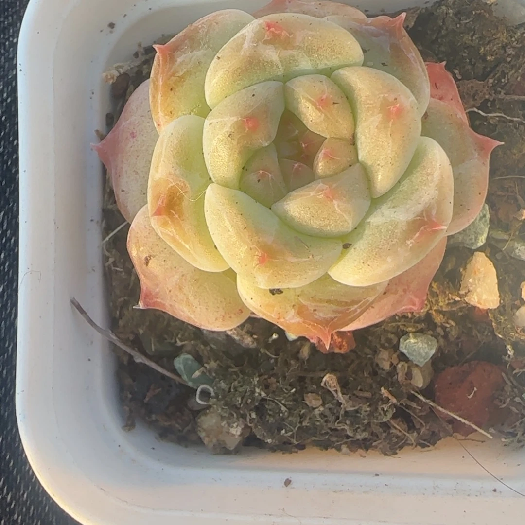 小卡拉米糖心一物一拍