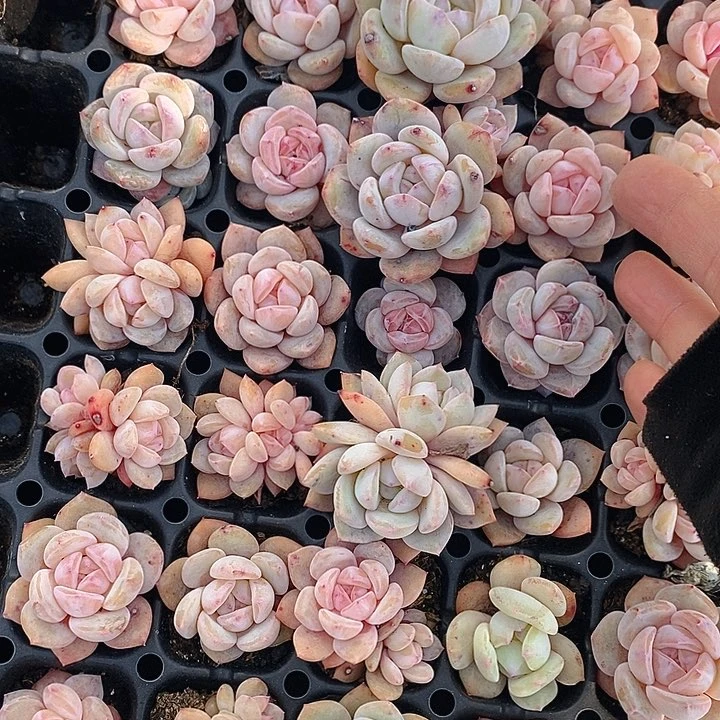 237-238 多肉植物盆栽花卉植物