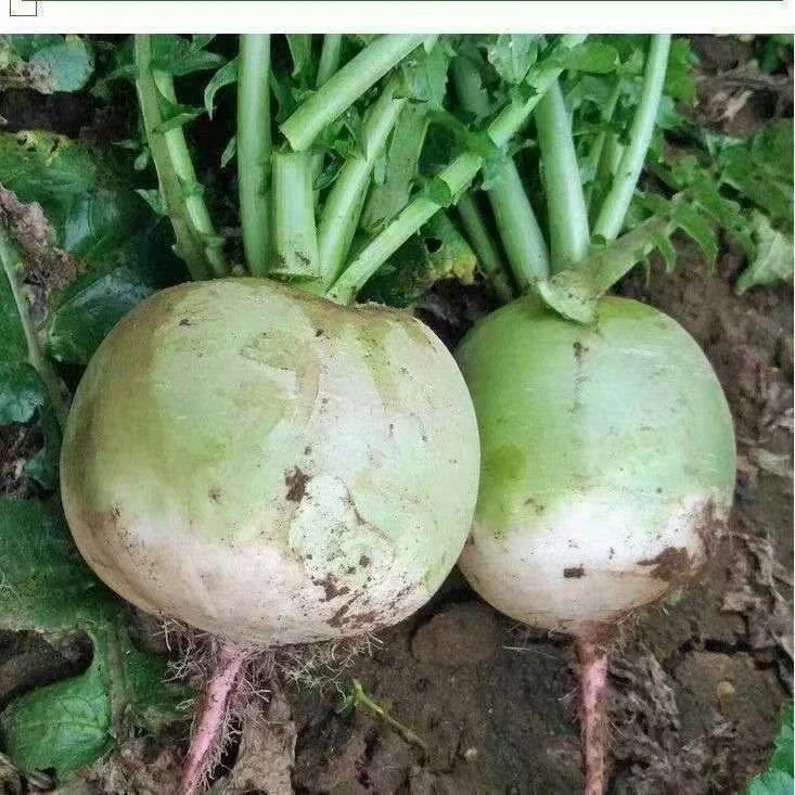 【全店满8包包邮】心里美萝卜种子