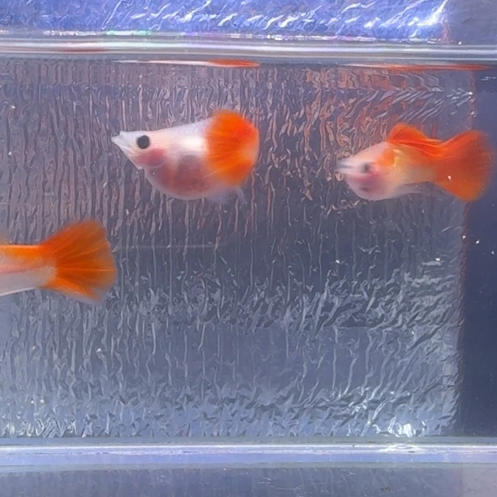 十***人孔雀鱼银河琉璃玻璃猫两对带胎