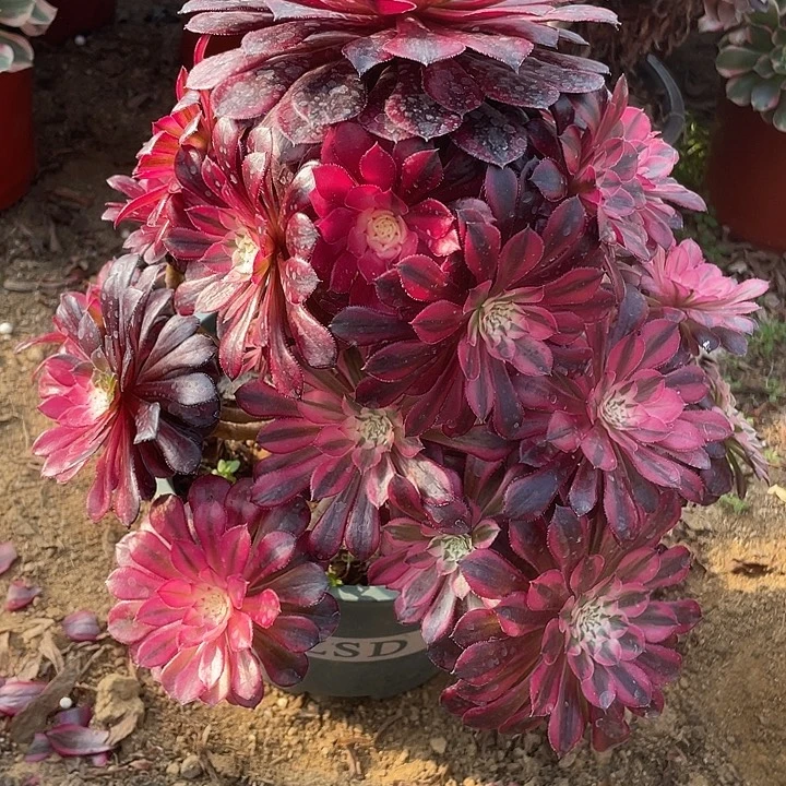 995黑铜白多肉植物