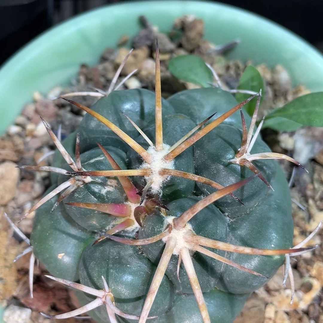 【闪购商品】实生安宅象牙丸