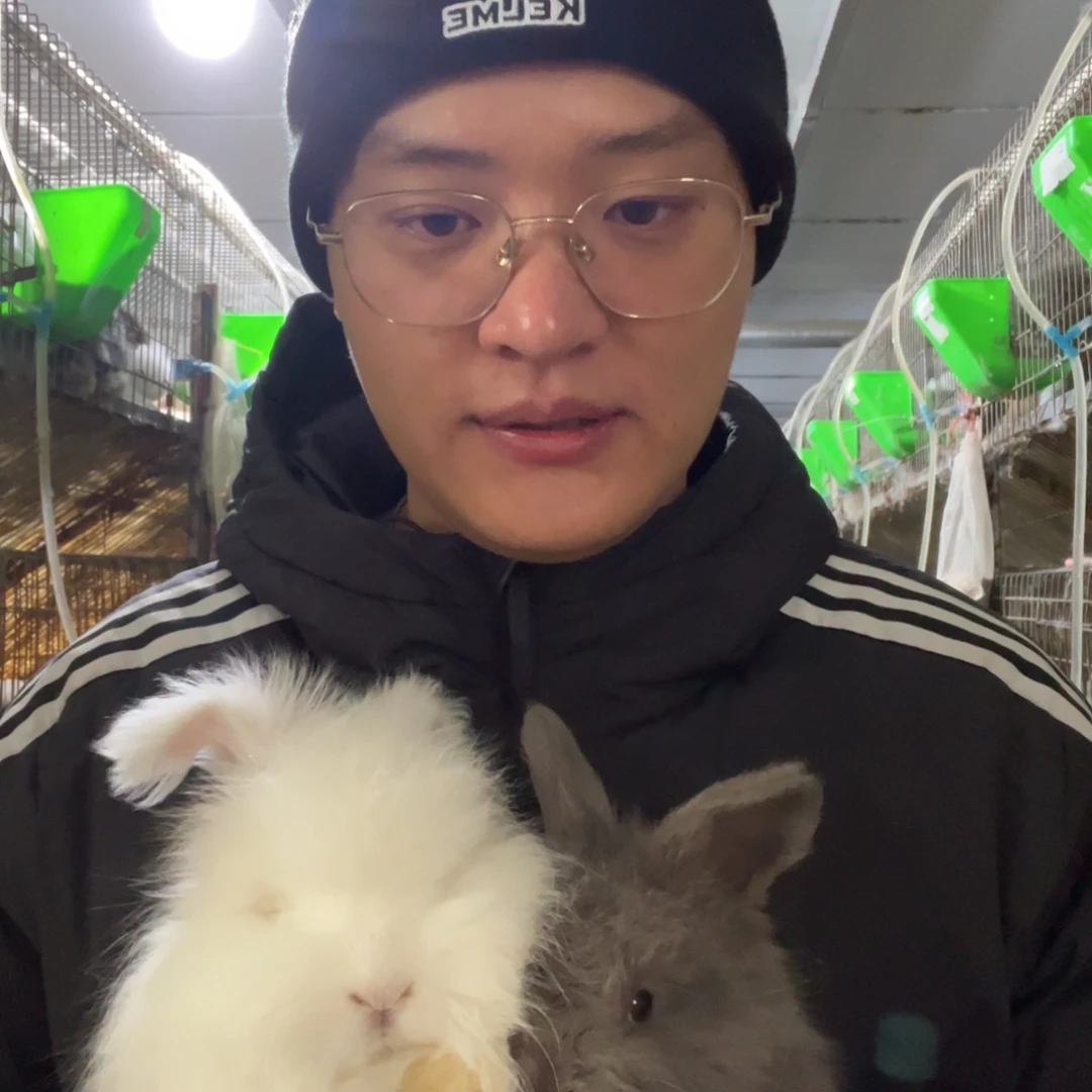 J***L双血统英系安哥拉兔