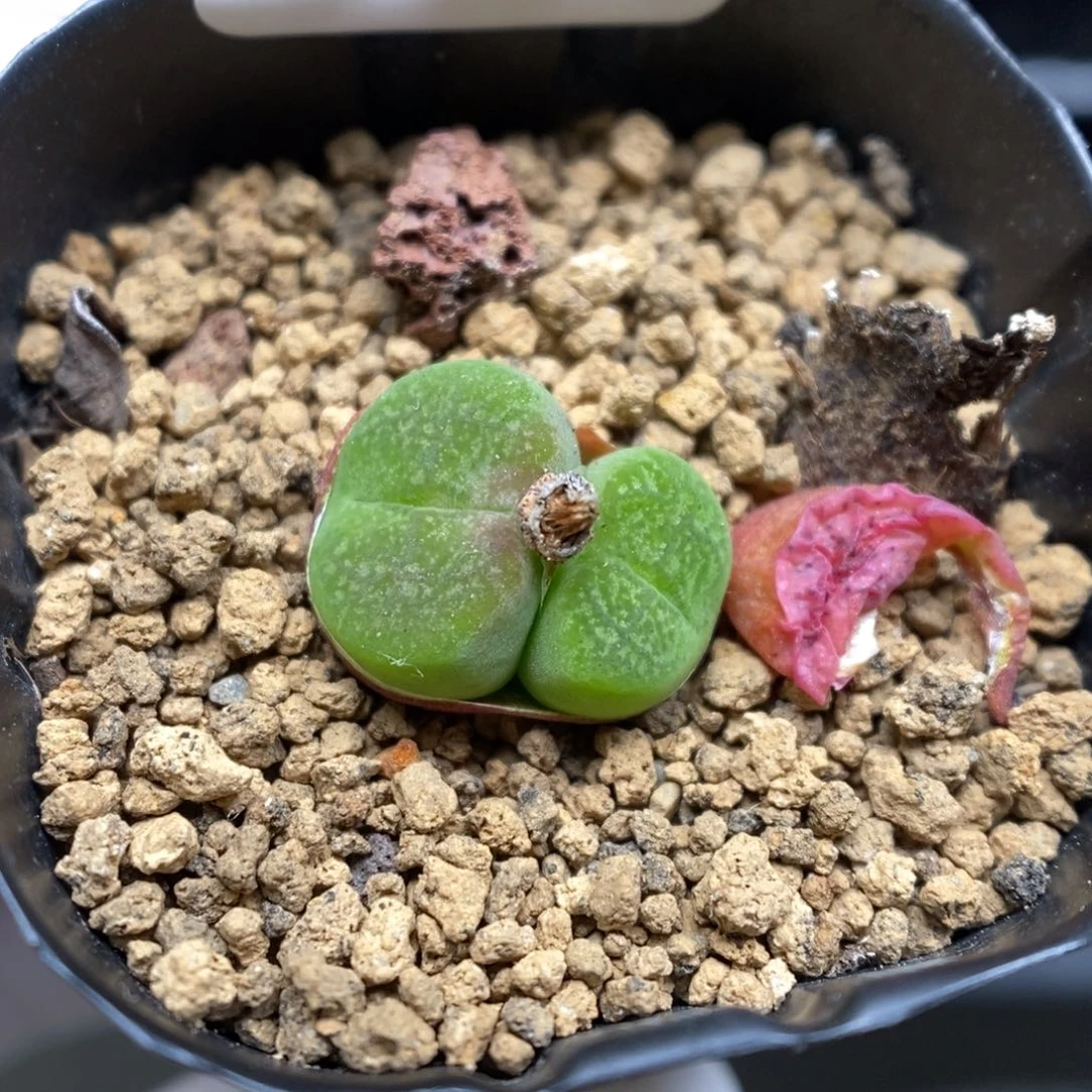 多肉植物肉锥杂交K-3530