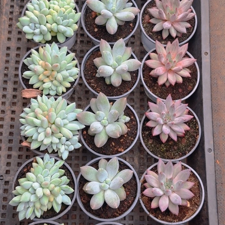 虞美人一颗哥特一颗奶糖一颗111111