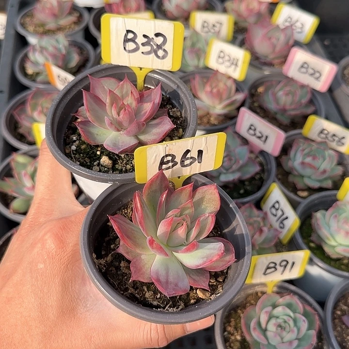 熊***毛B38 61惊鸿单头多肉