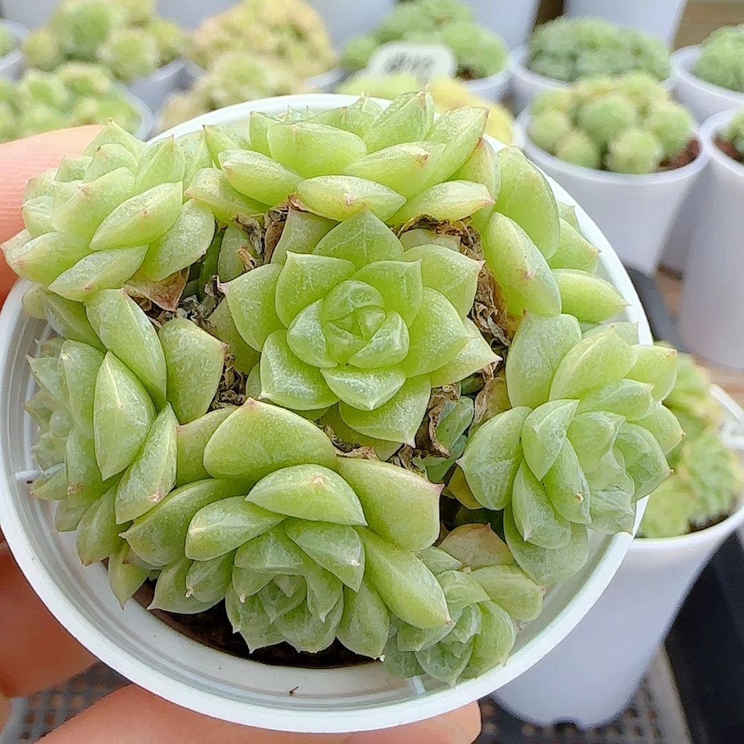【闪购商品】0730-32玉透麦杆