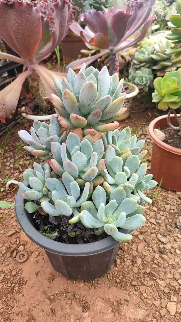 精品多肉 灰姑娘