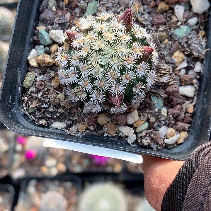 95 实生克氏丸3.4厘米