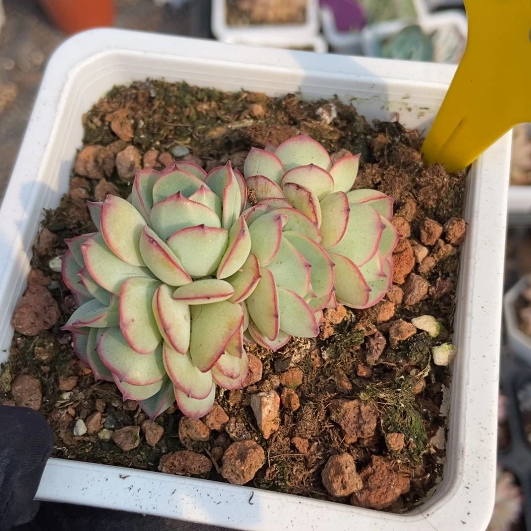 846牡丹亭多肉植物