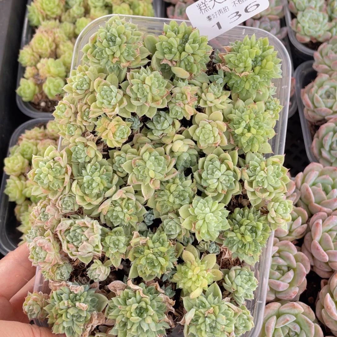 糕大上多肉植物136