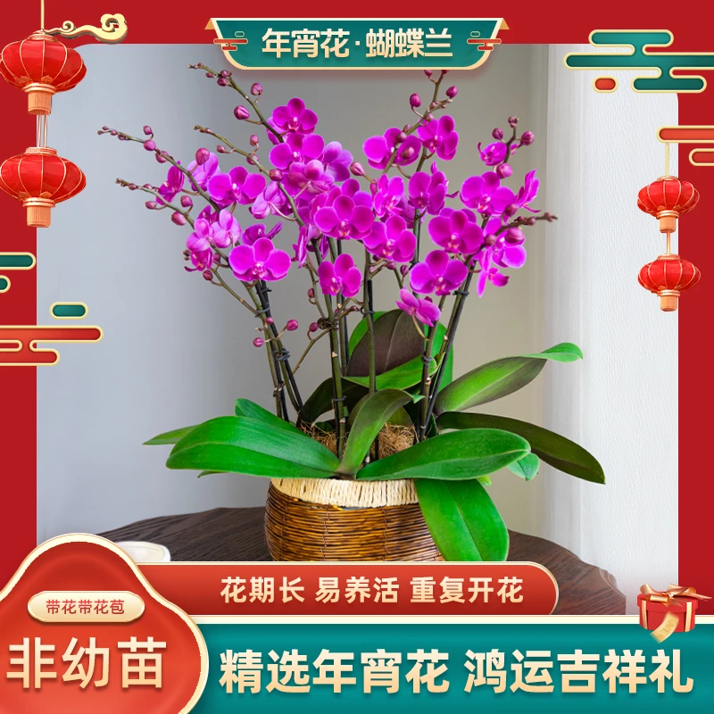 精品鲜花蝴蝶兰【满天红】室内 盆栽 客厅前台开业乔迁礼品