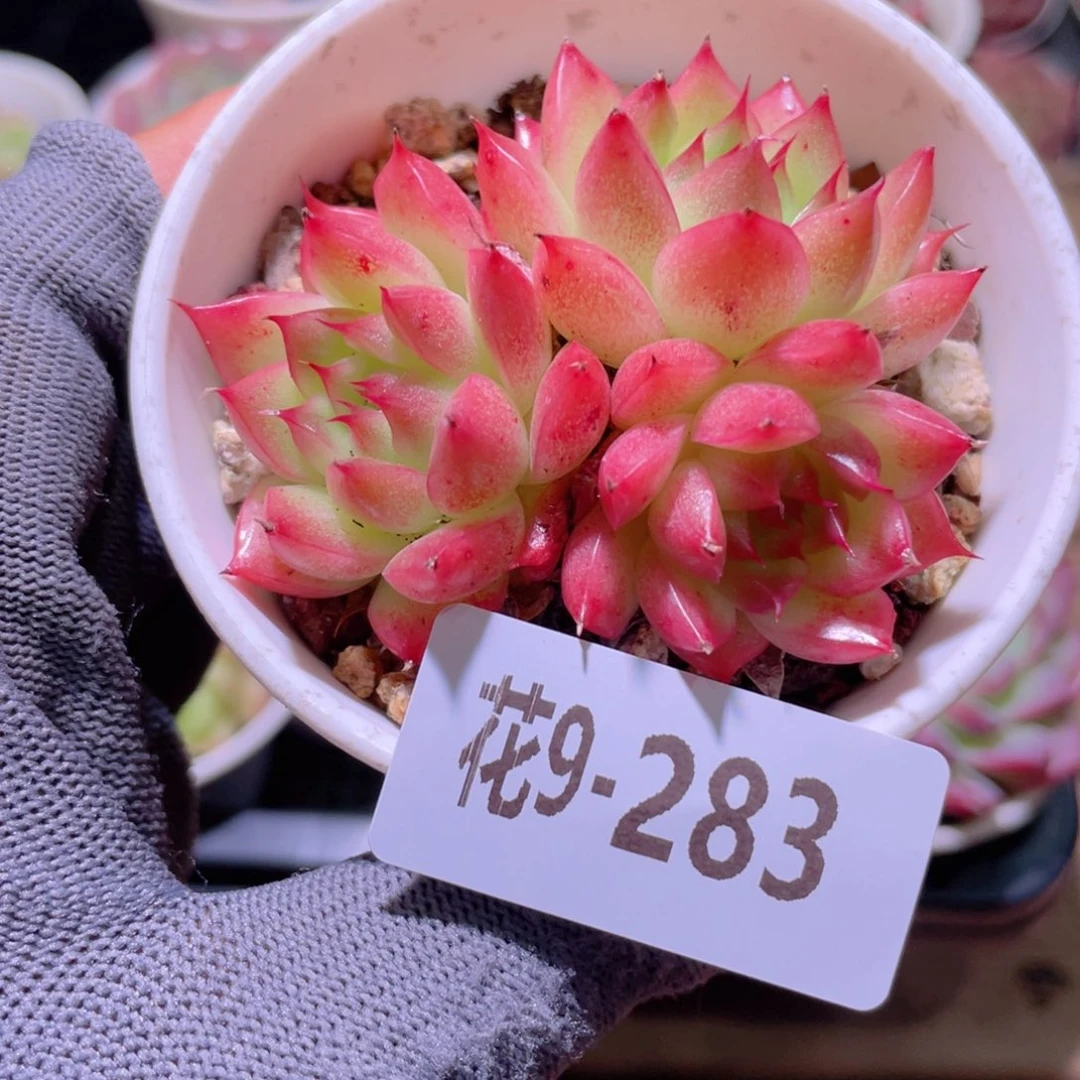 花利美9-283海王群