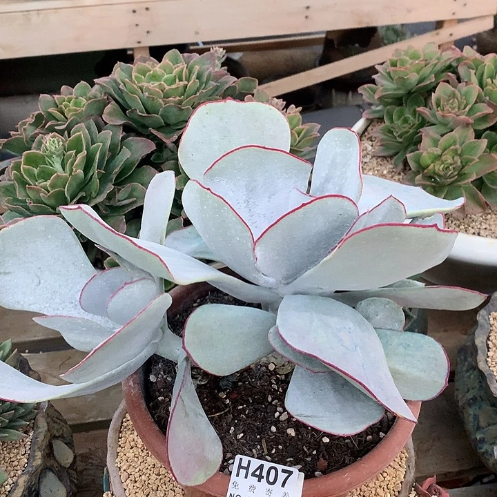 白眉大群老桩 非偏远38包邮、节后发