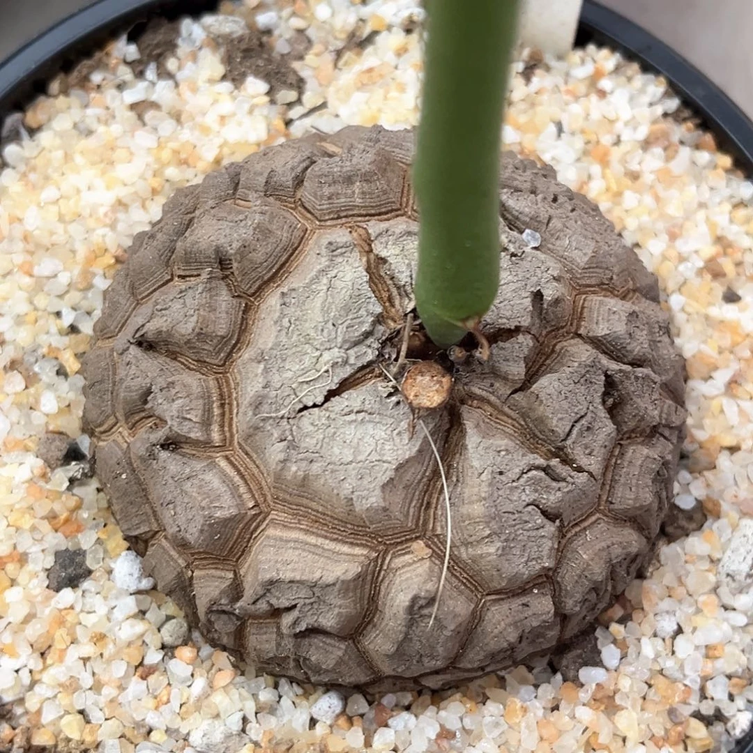 潮流植物精品南非龟，Y35