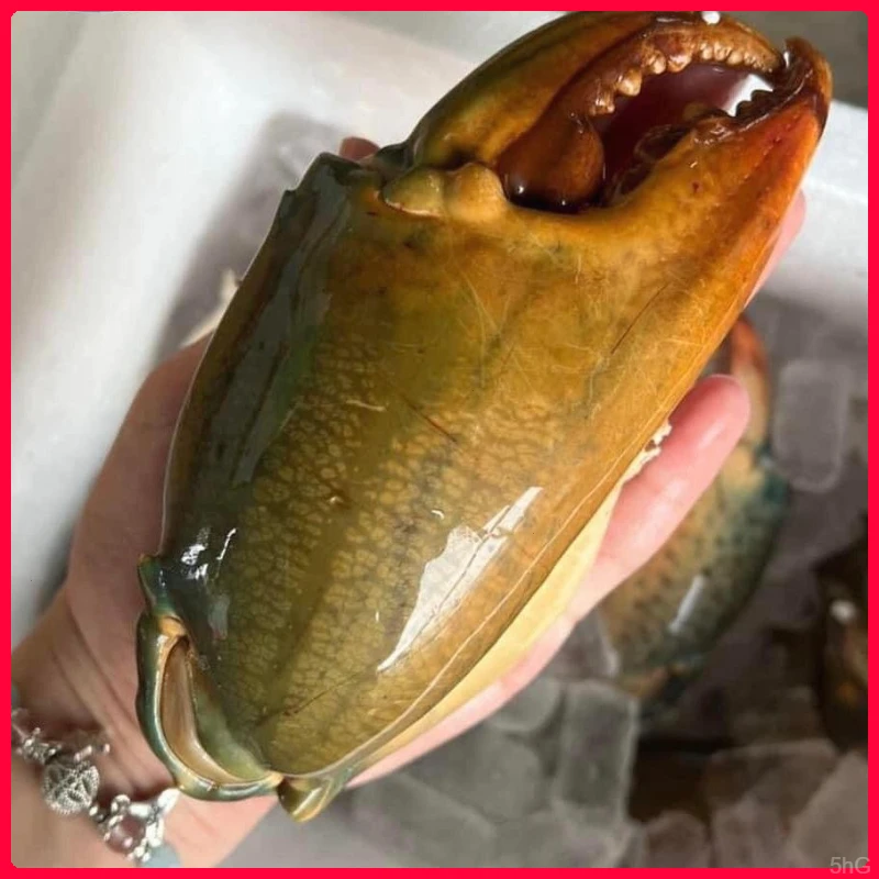 新鲜青蟹腿特大蟹钳鳌大肉多海鲜水产活蟹冷冻青蟹脚钳野生现掰钳