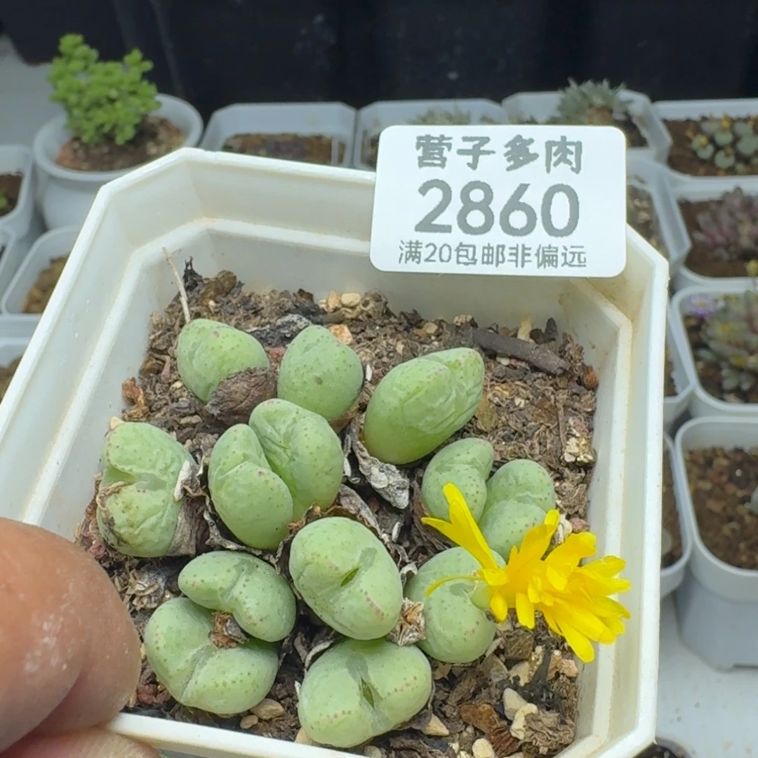 带盆土。