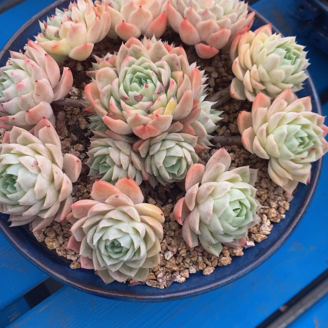 清***行杂交1111111111