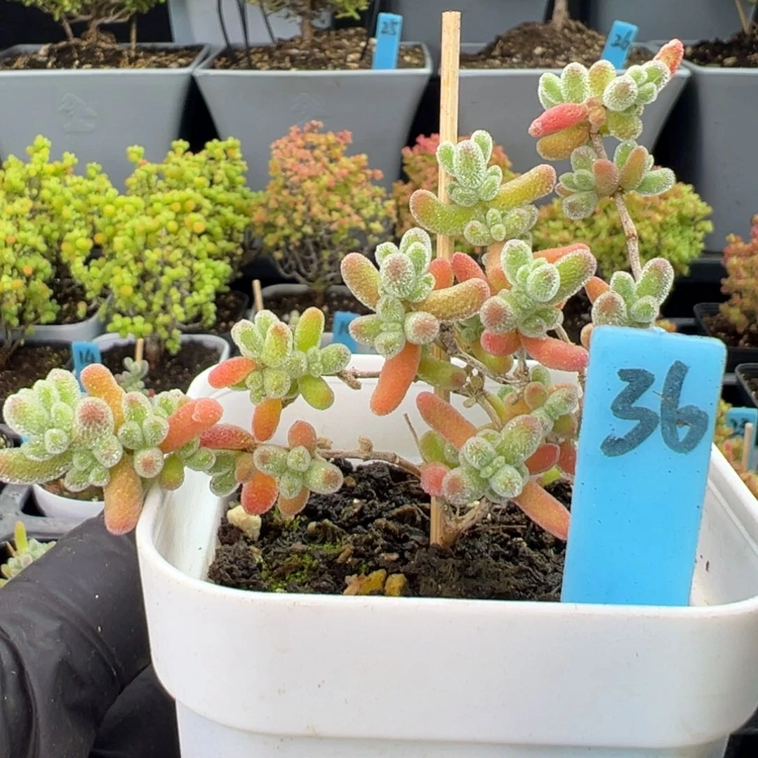 冰晶杂36号6.5厘米盆