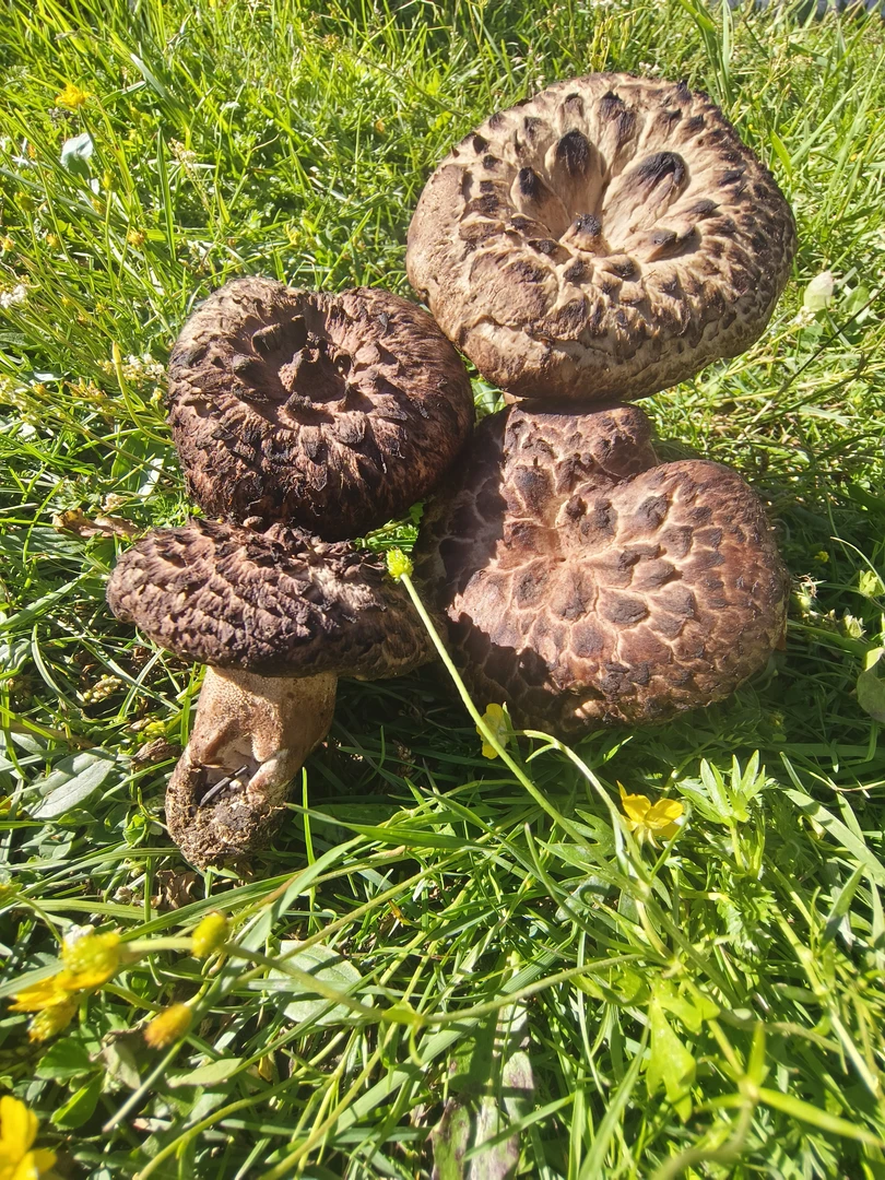 四川山区特产新鲜黑虎掌菌獐子菌食用蘑菇山珍食材