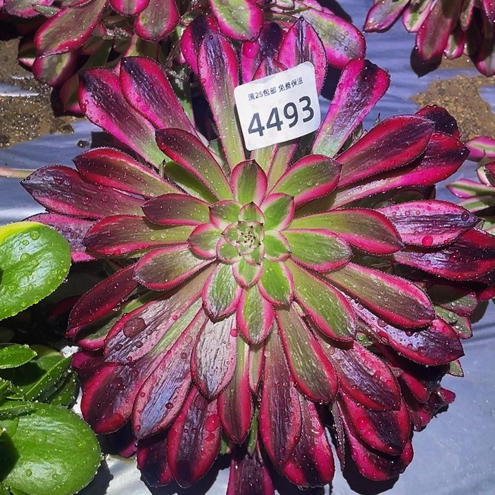 4493黑铜白多肉植物