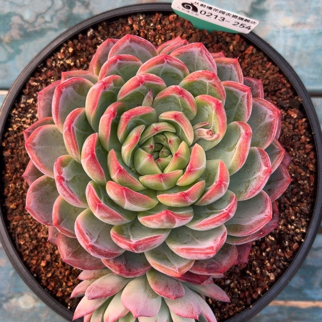 多肉一物一拍0213/254