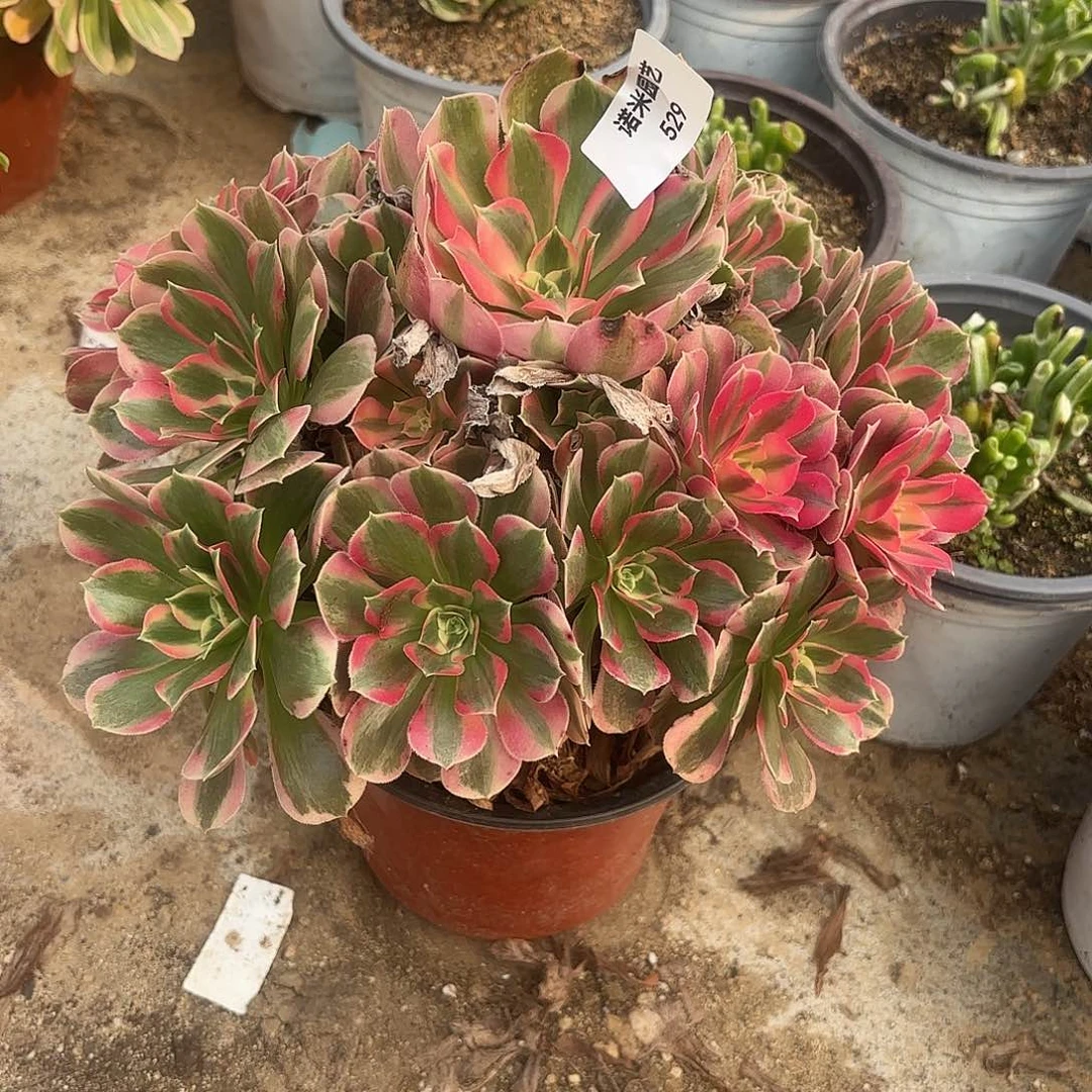 妖月多肉植物手捧529