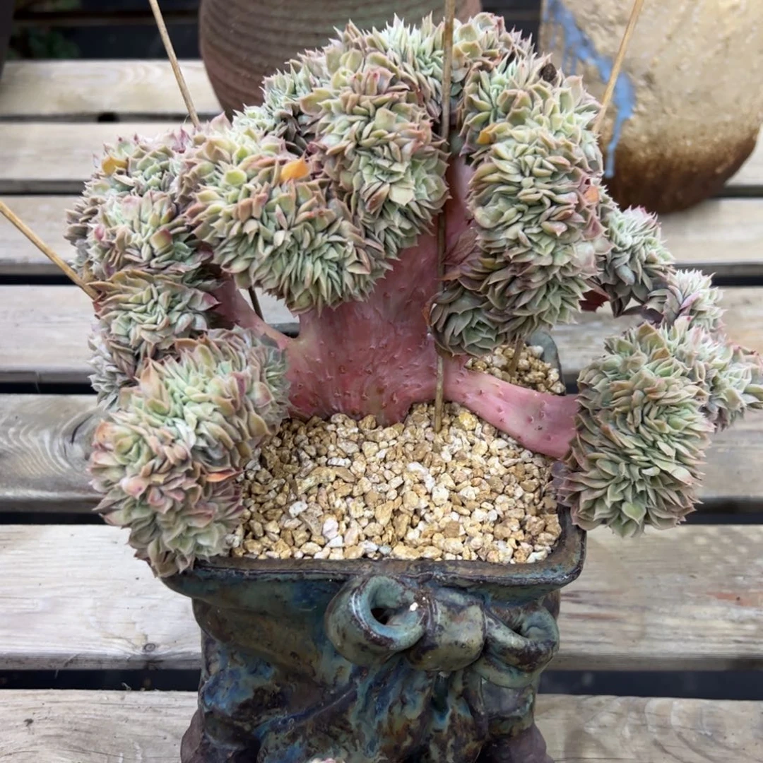 昂斯诺68 零零多肉植物