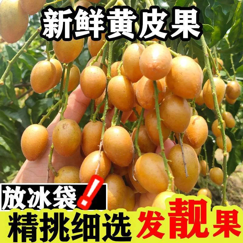新鲜广西果冰糖心纯甜黄皮当季酸甜多汁孕妇水果清甜口感顺丰快递