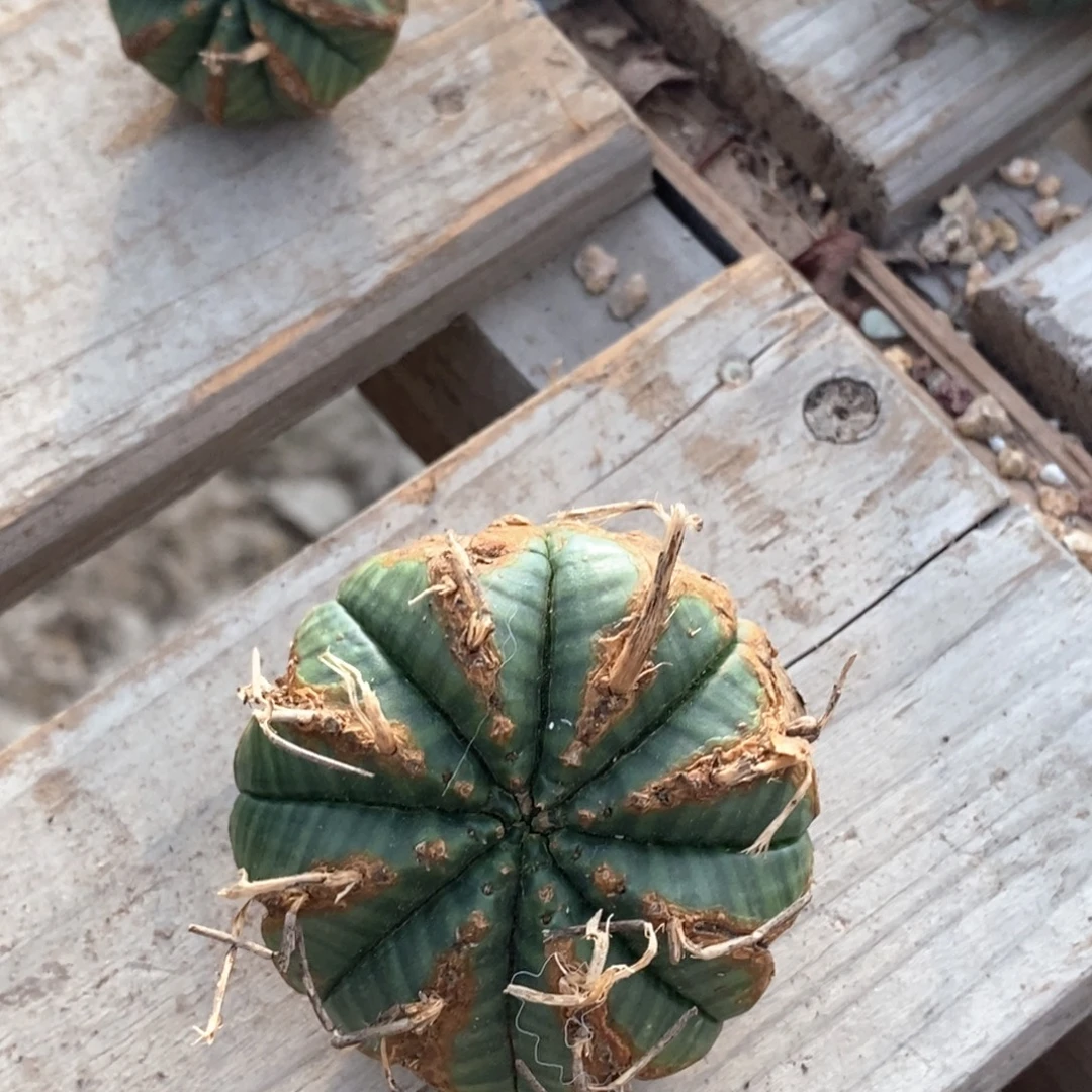 M***g原产地法立达一物一拍