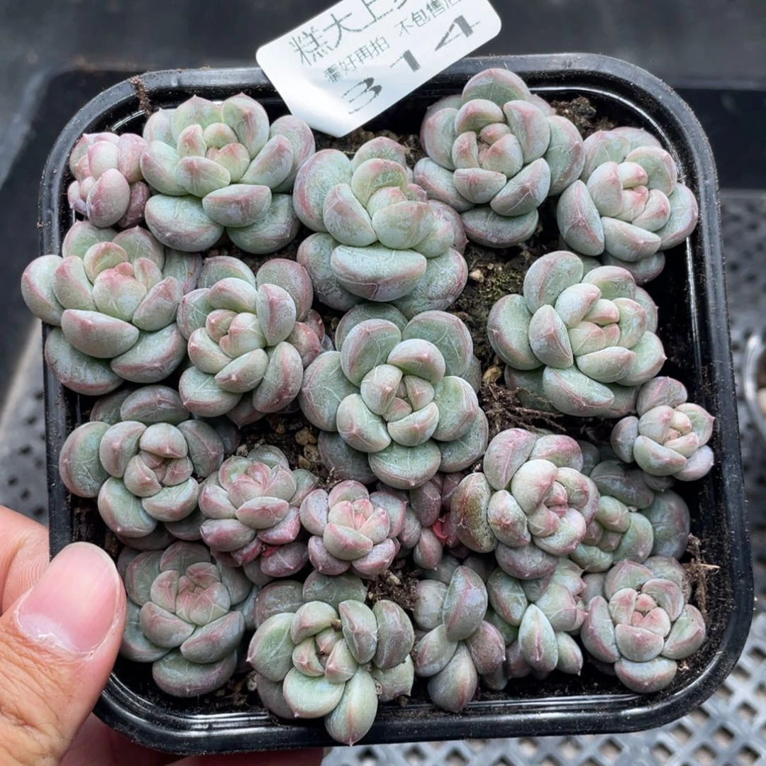 糕大上多肉植物314