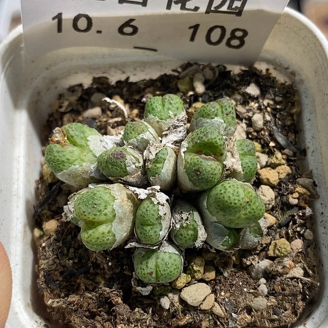 a**x1006-108-斑马福利。