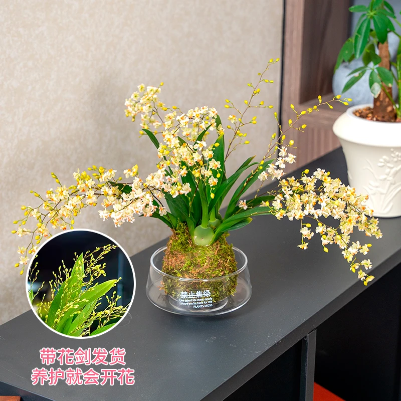 冬带花苞梦香文心兰金黄色花苔藓球室内客厅茶几耐寒年宵花