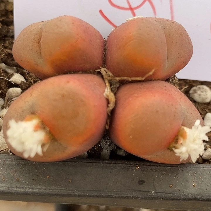 653大四头一颗。