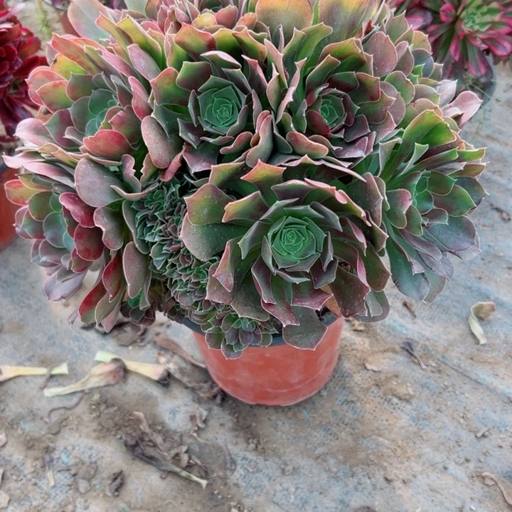 玫瑰多肉 植物的