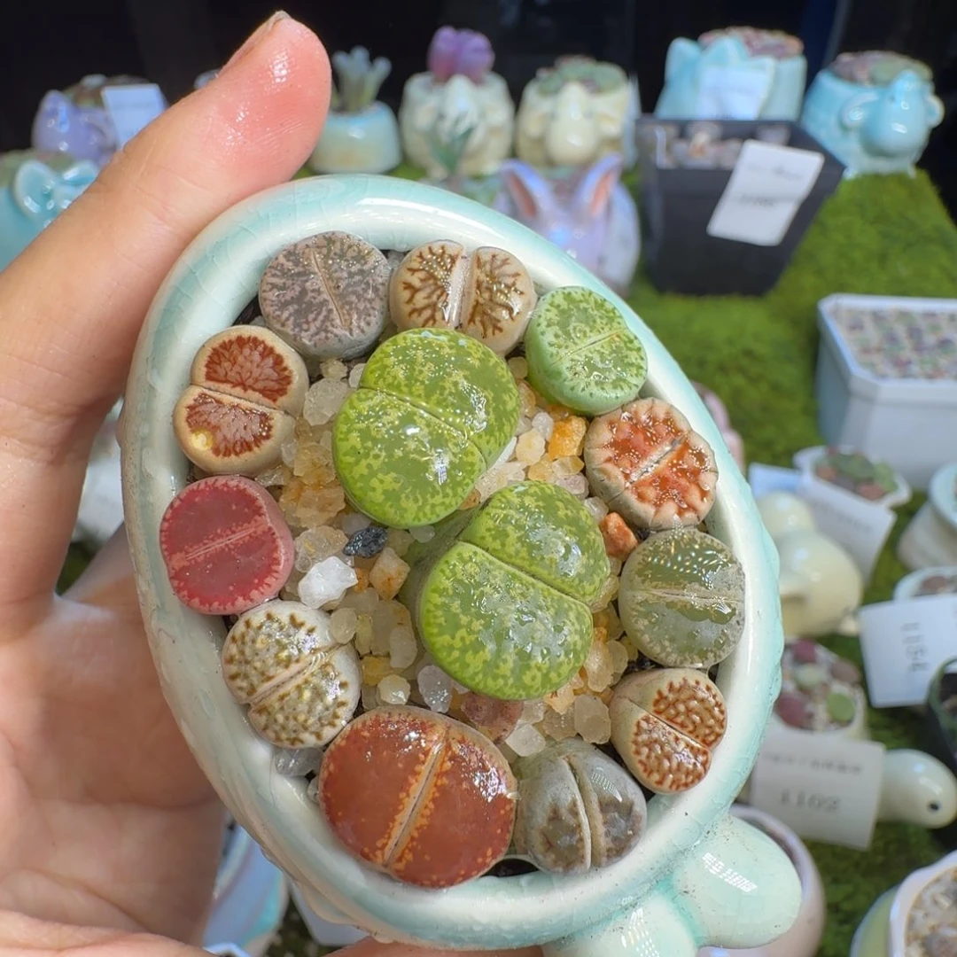 多肉植物福利价冲1198