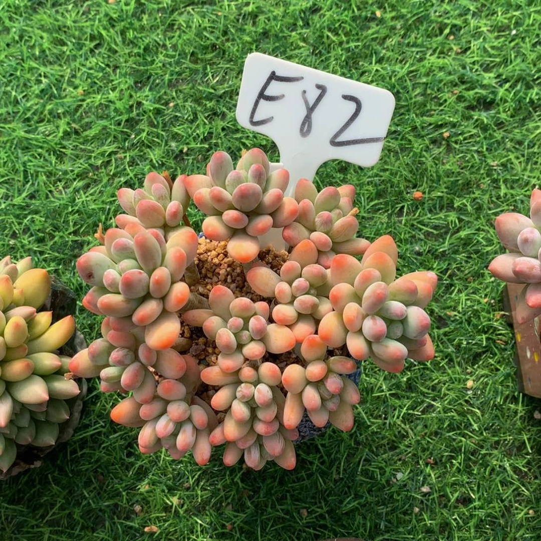 汐***灯美人多肉植物的