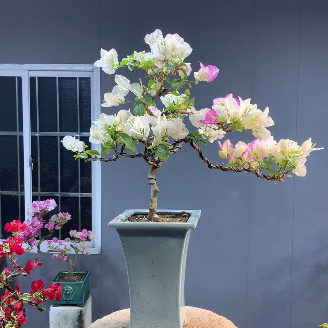 大量花朵（建议范围：8朵-15朵 或40%以上）