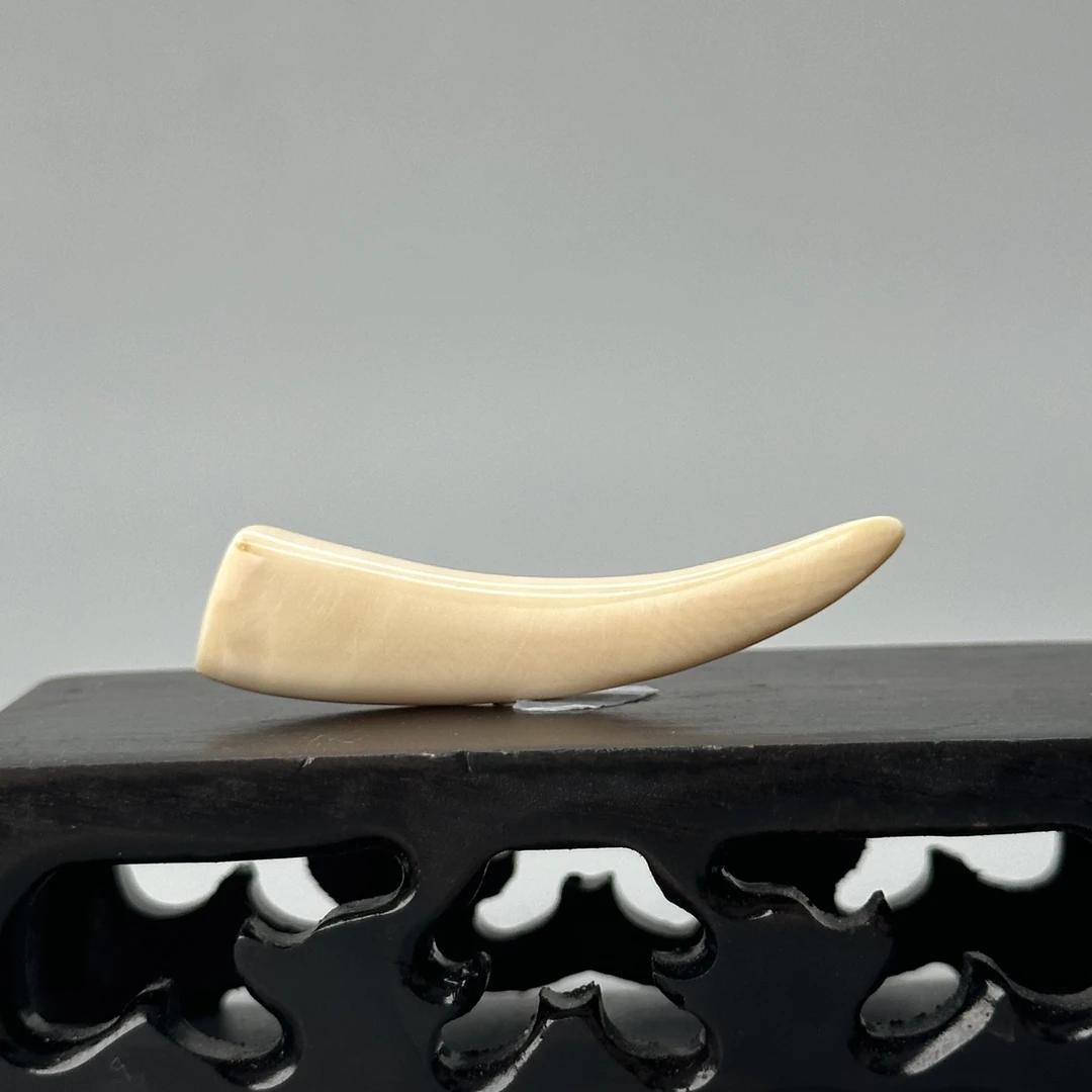 DEZHI/德志2.6g纯肉牙尖45*10*7mm天然猛犸牙默认打孔绑绳P249