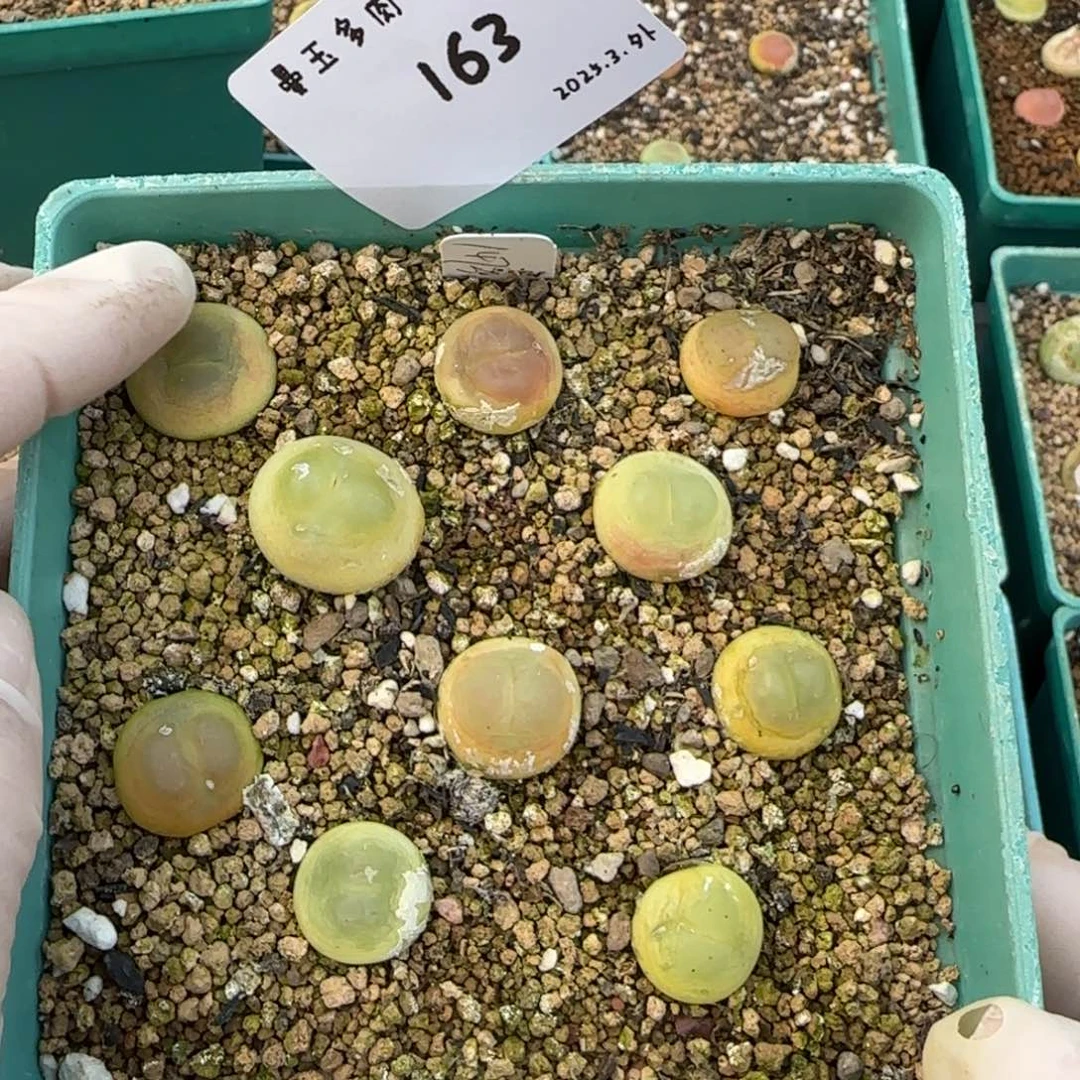 ?****年多肉多肉多肉163一万年