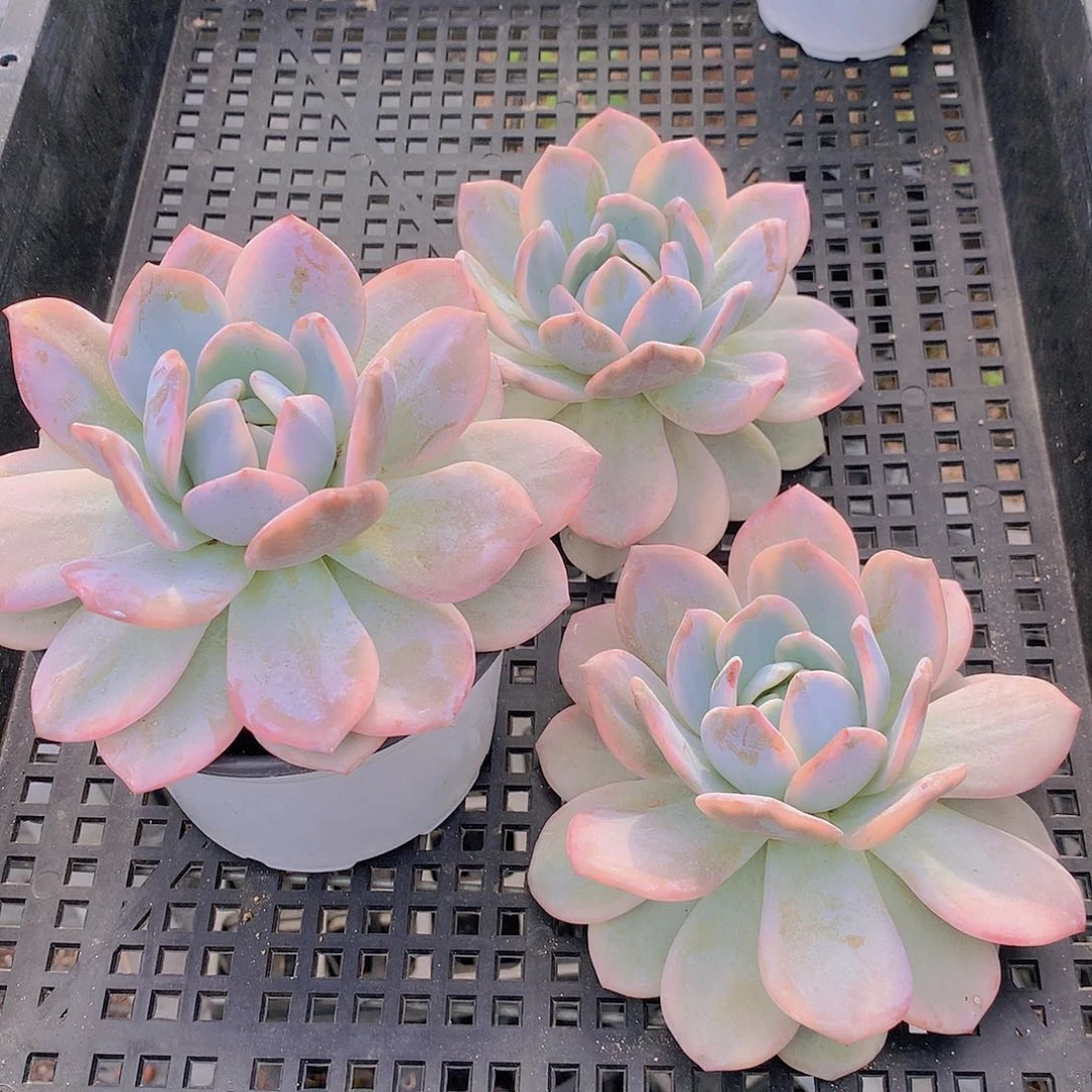 橙梦露锦34567788999