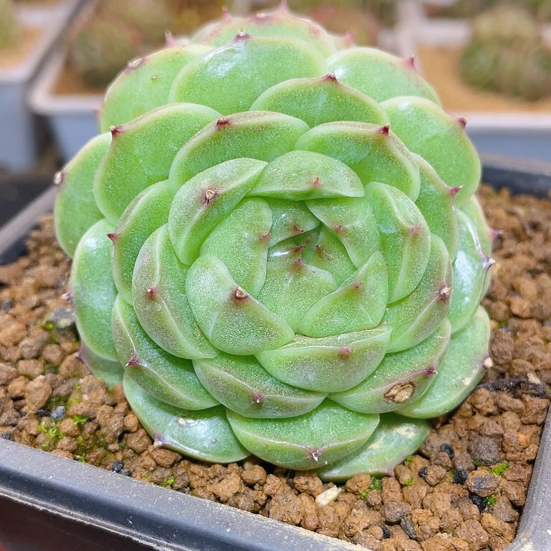 364翡冷翠母本哈哈