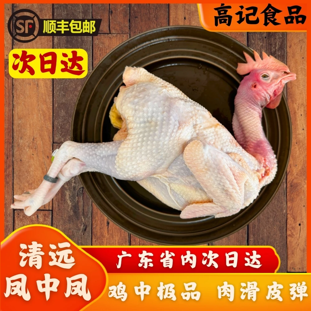 「凤中凤清远鸡」 新鲜现宰无内脏送汤料  一只（约2.5斤） 白切火锅爆炒煲汤 家庭食材 顺丰包邮火锅食材