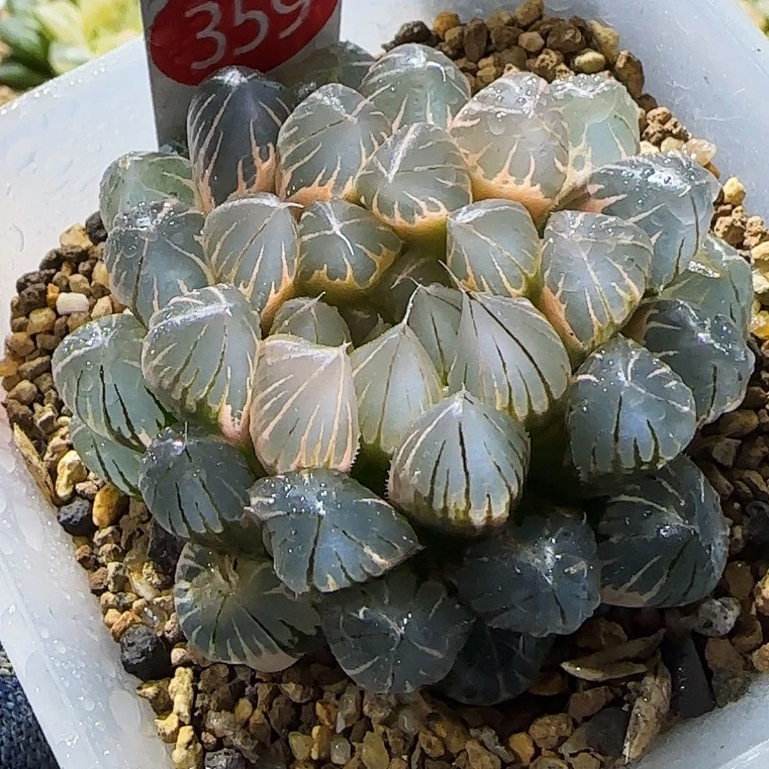 359号糊斑霓虹灯 6.7 厘米左右一物一拍带盆发货