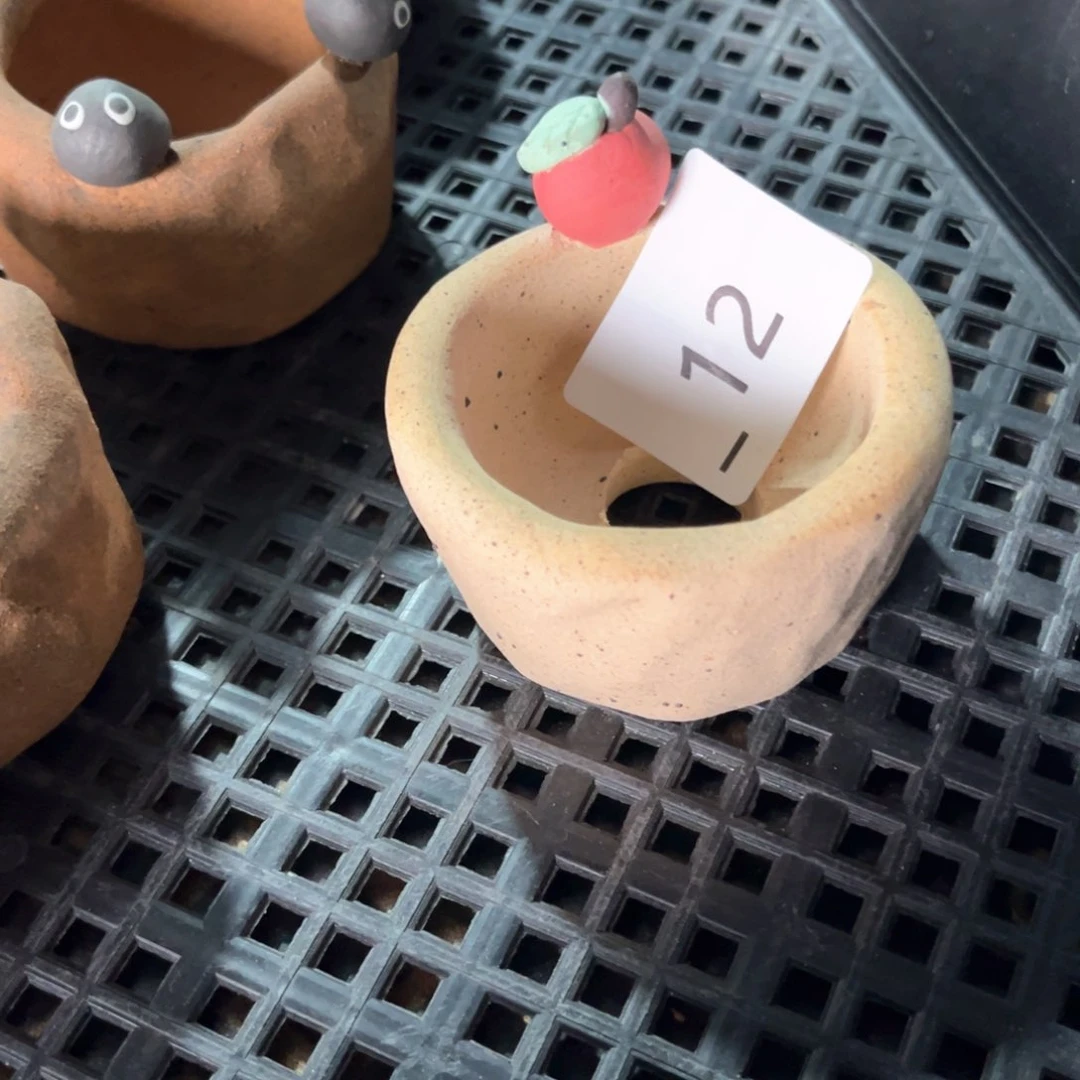 红陶冬****天12花盆1个