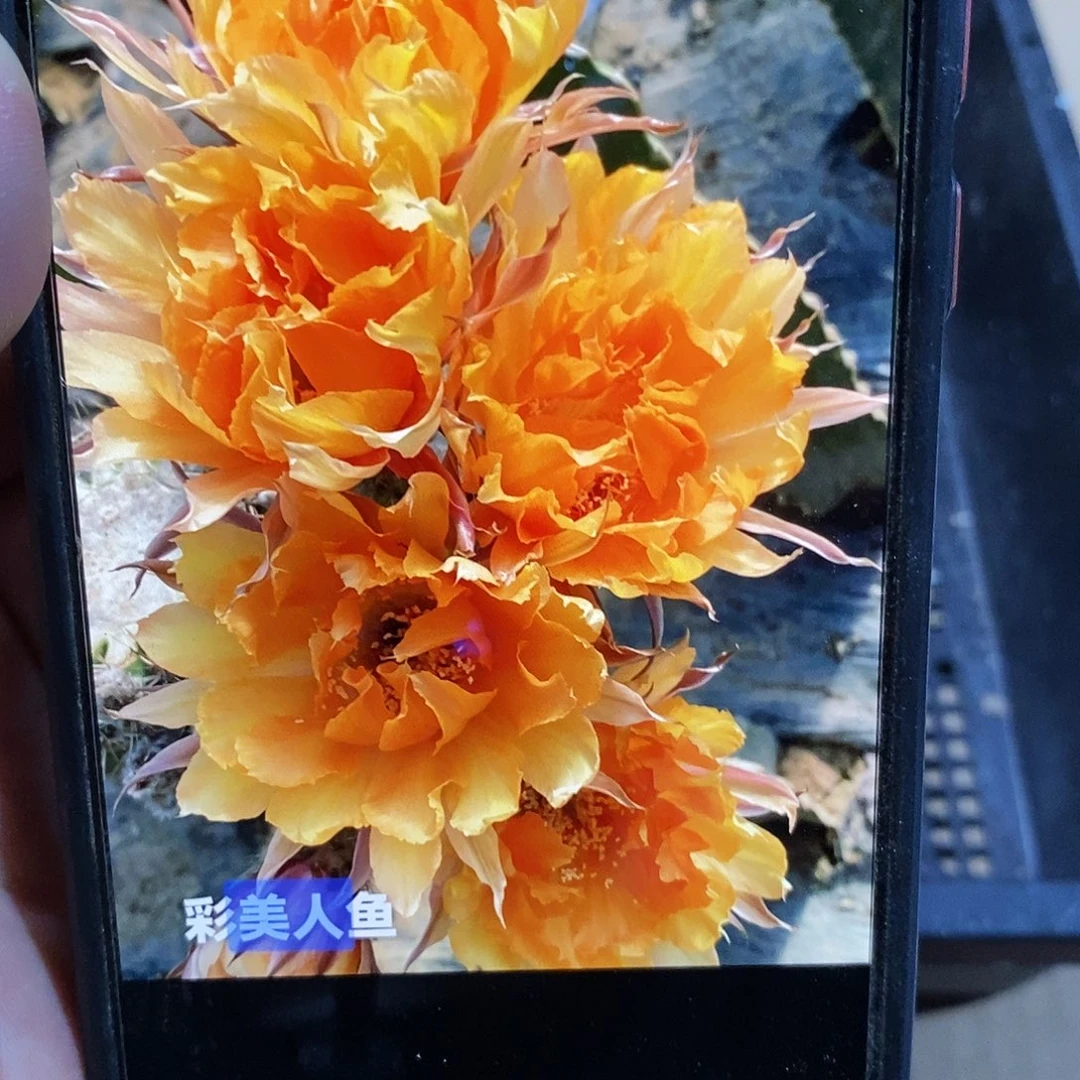 彩 美人鱼侧芽歪6公分左右