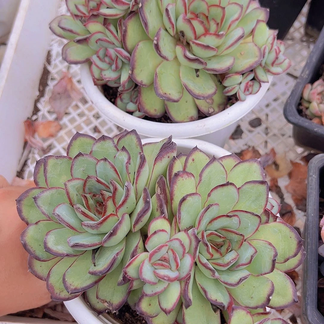 肉酱玫瑰多头大盆精品群