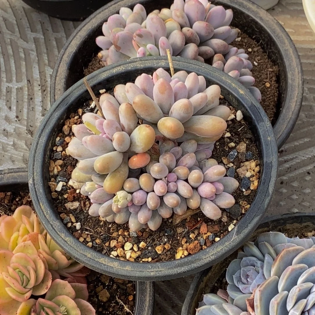 遵****丽48包邮一物一拍多肉植物